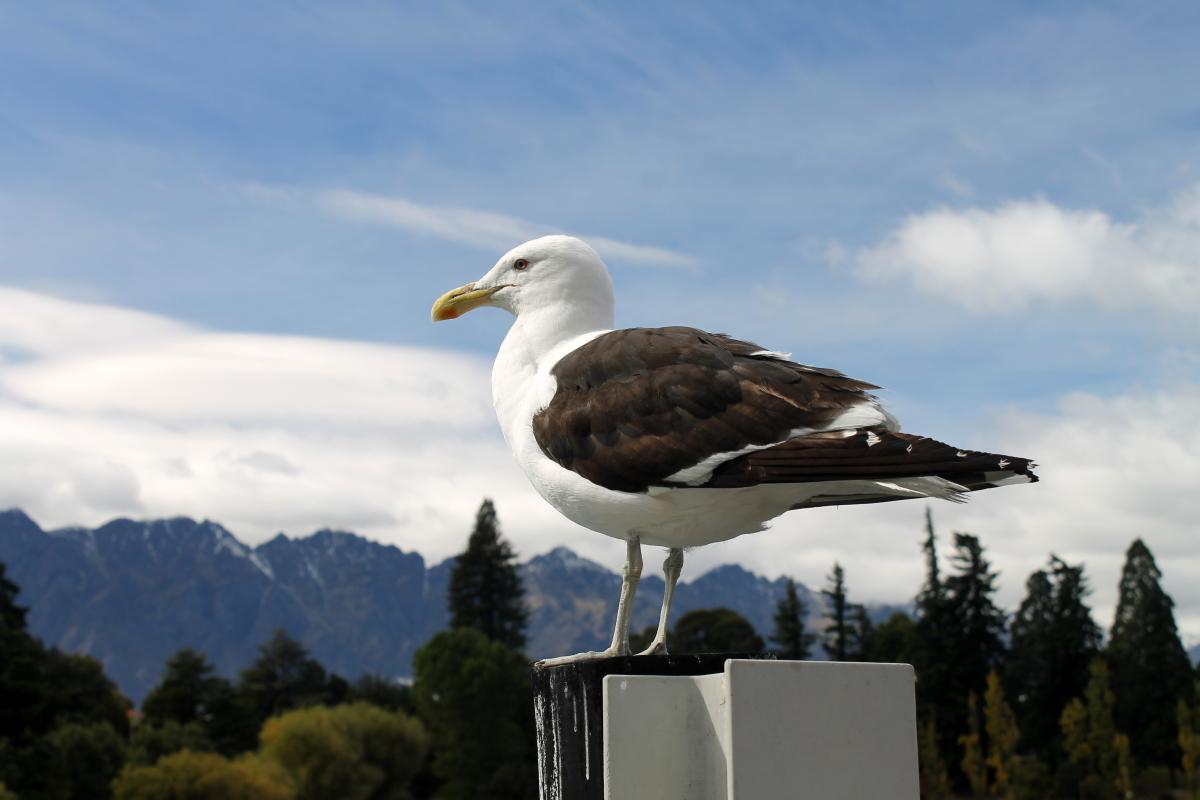 Southern Black-backed Gull (Larus dominicanus)